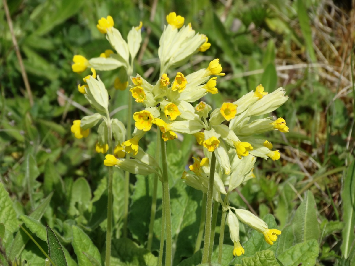 Cowslips at BBOWT's Calvert Jubilee reserve